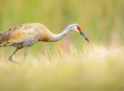 开云体育app-利拉德数据全面爆炸，森林狼狂胜山西队，展现NBA与CBA的鸿沟